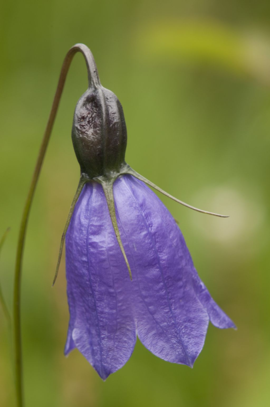 Campanula cochleariifolia ?